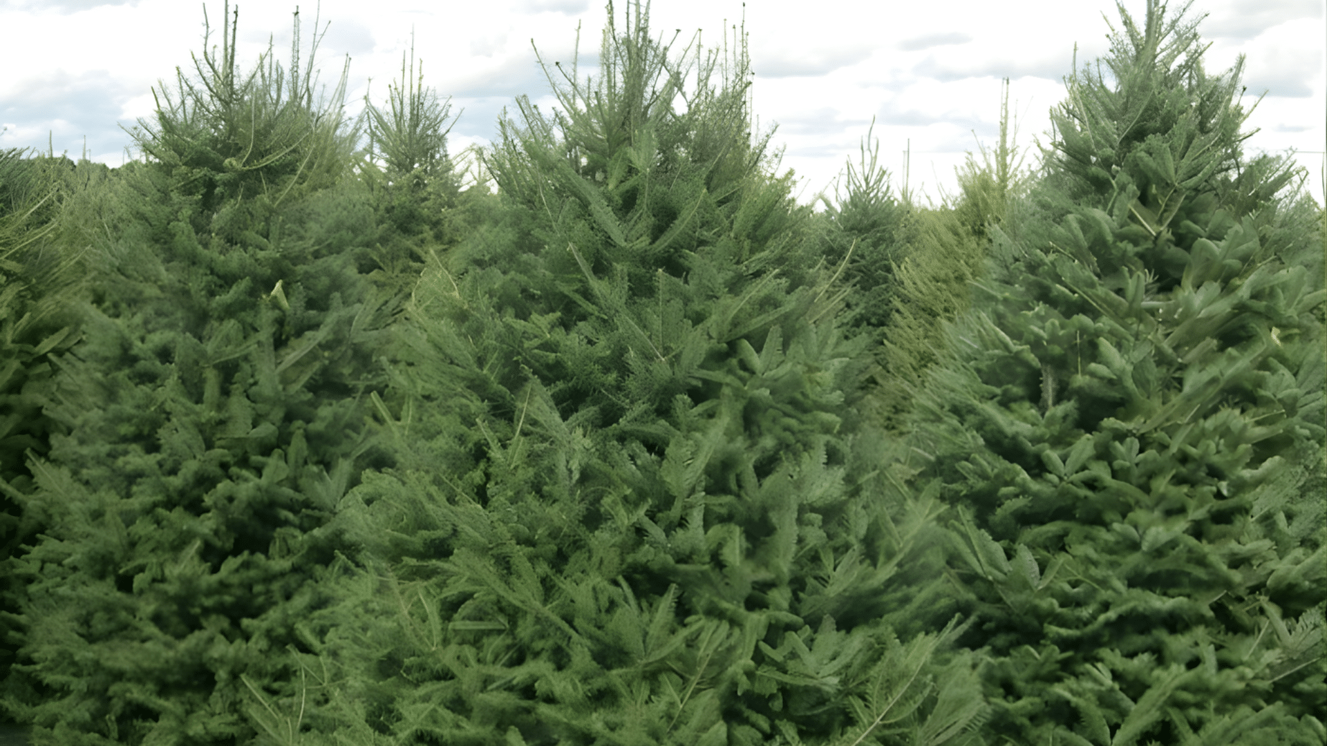 balsam fir