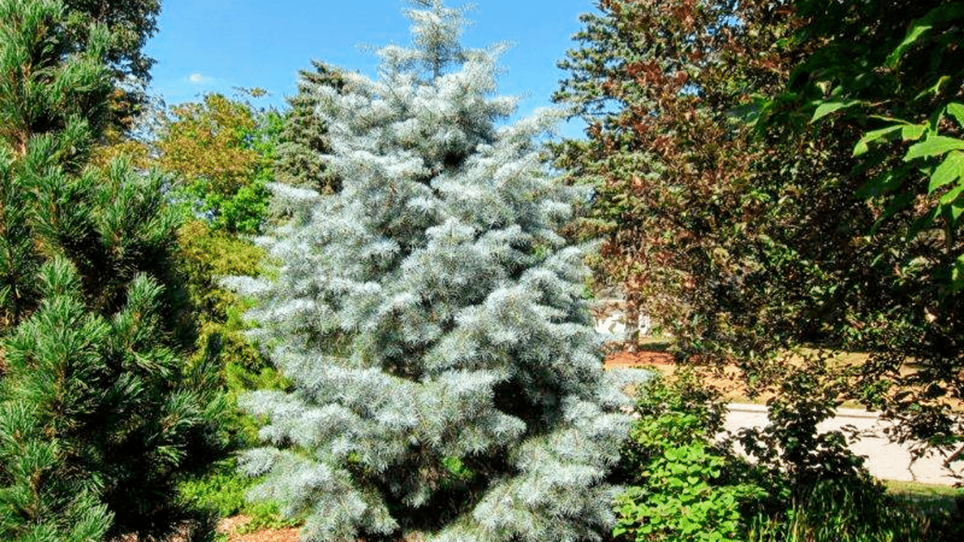 concolor fir
