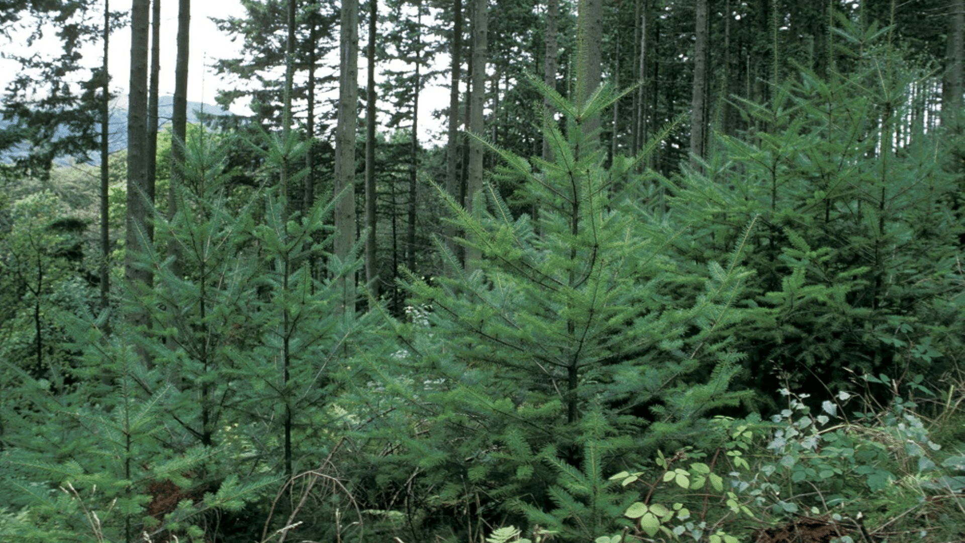 douglas fir