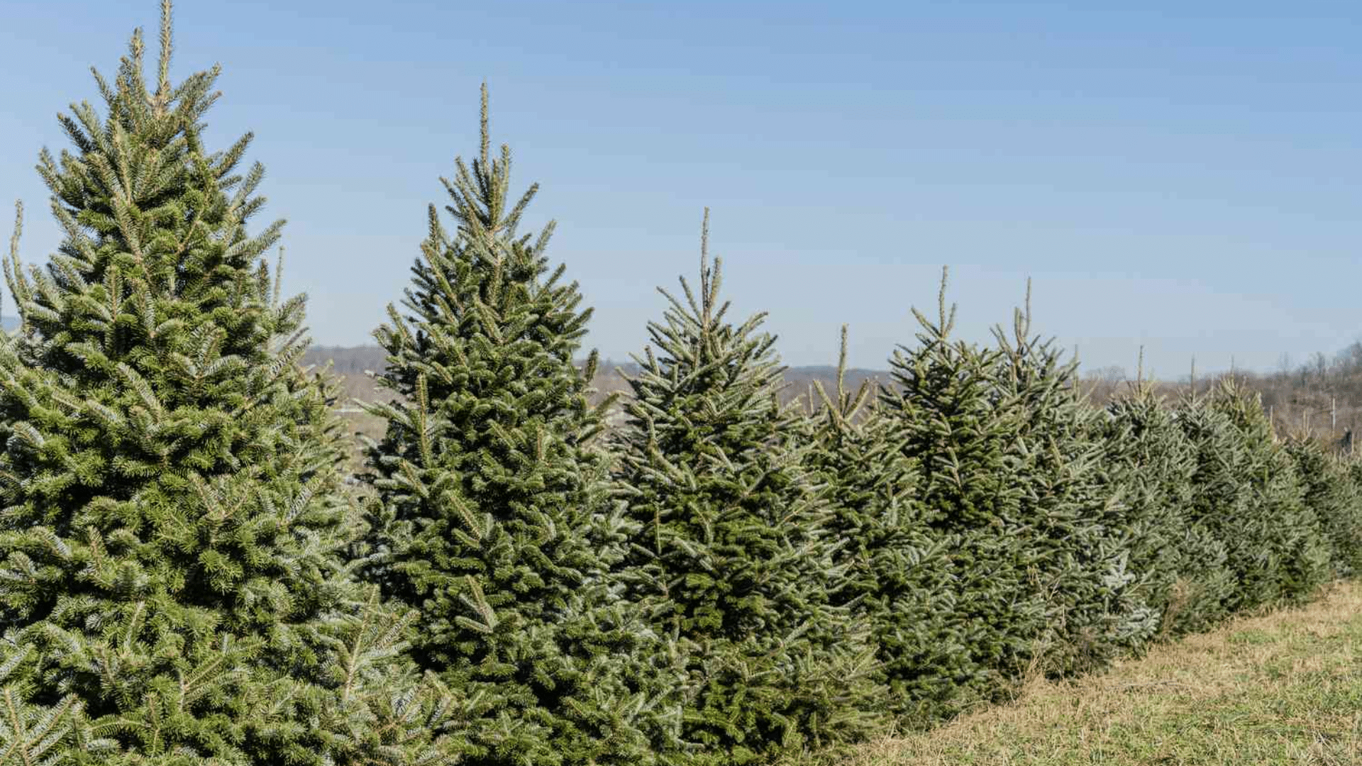 fraser fir