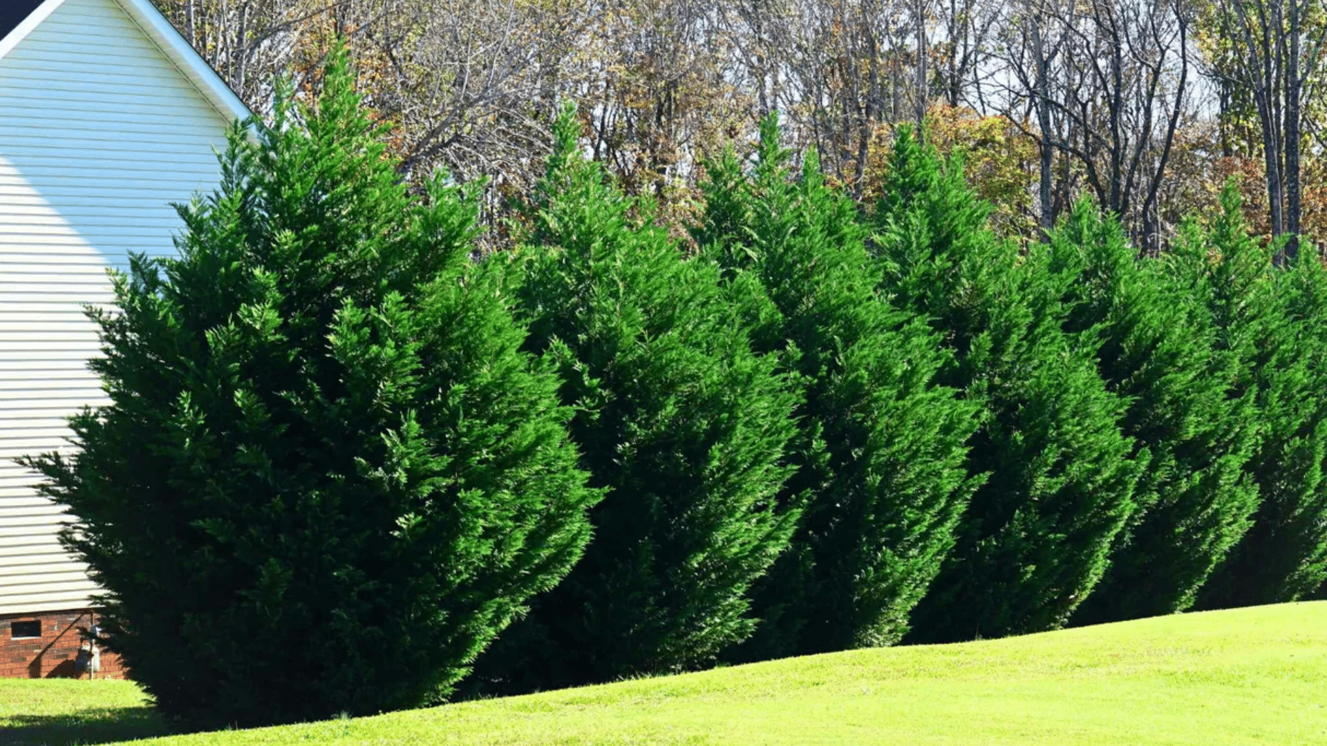 leyland cypress