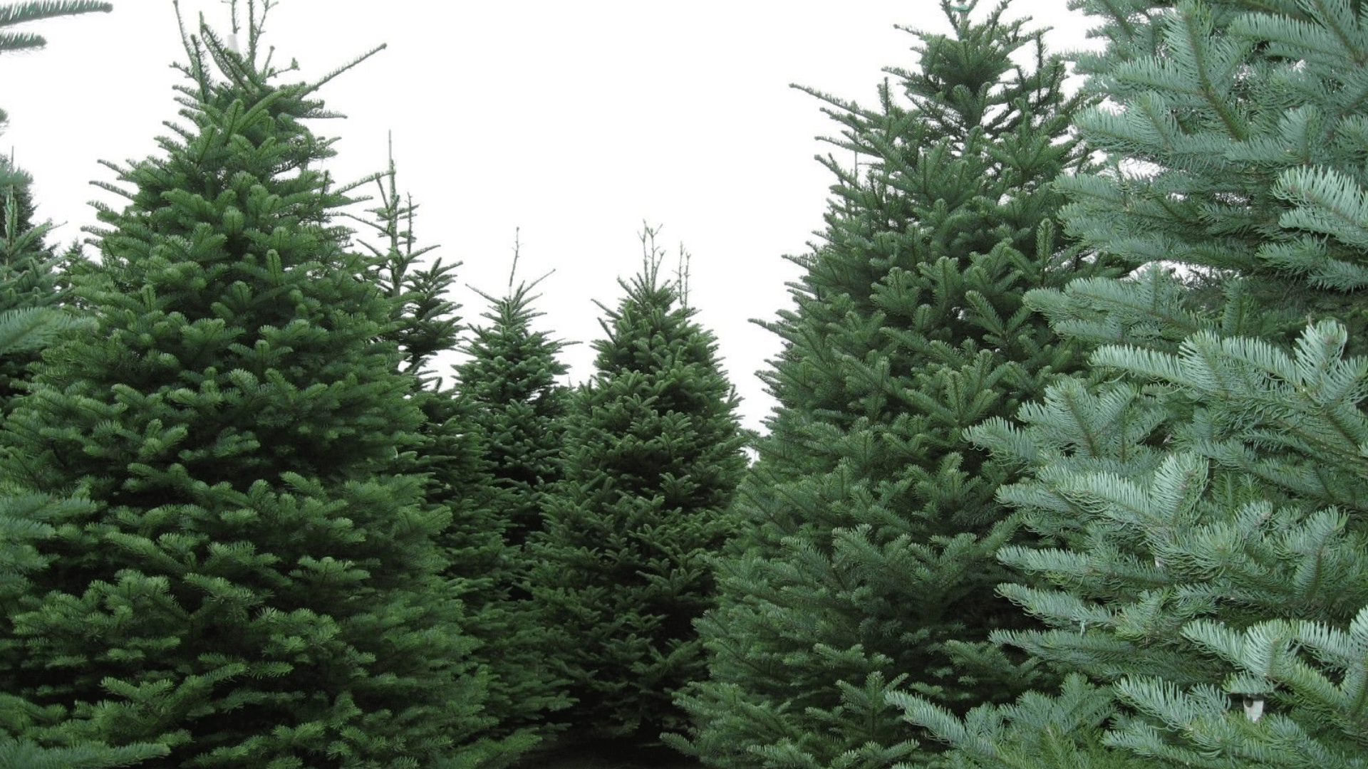 noble fir