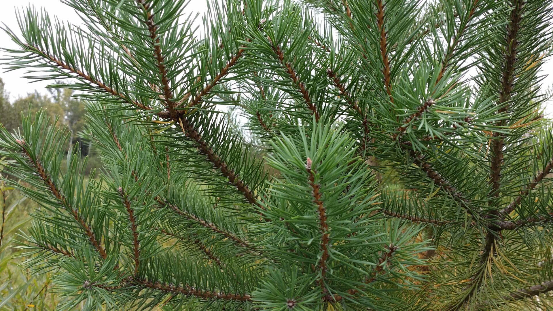 scotch pine